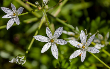 White flowers of the pentacle or Bethlehem stars with drops of water on the petals.