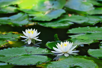 水面と花のコントラスト