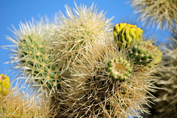 A cholla cactus sprouting new growth within Joshua Tree National Park in Joshua Tree California Cholla Garden.