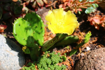Opuncja humifusa bezkolcowa Opuntia humifusa