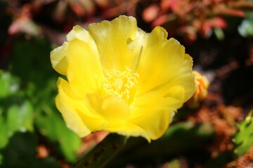 Opuncja humifusa bezkolcowa Opuntia humifusa