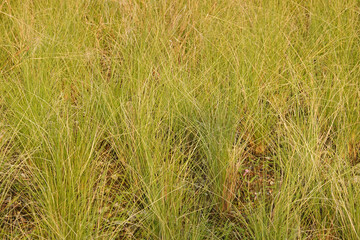 Close up Grass Meadow in the Park