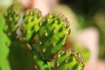 Opuncja humifusa bezkolcowa Opuntia humifusa