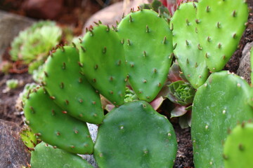 Opuncja humifusa bezkolcowa Opuntia humifusa