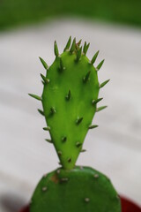 Opuncja humifusa bezkolcowa Opuntia humifusa