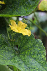 Zucchini with flower on tree