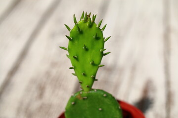 Opuncja humifusa bezkolcowa Opuntia humifusa