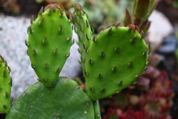 Opuncja humifusa bezkolcowa Opuntia humifusa