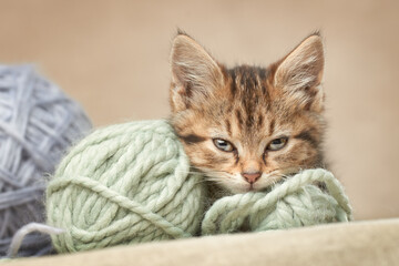 Cute tabby kitten put his head on woolen balls looks at the camera