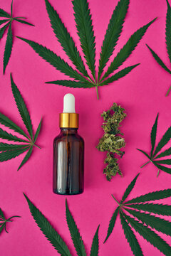 Cannabis leaves, buds and oil bottle on pink