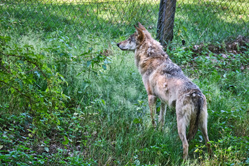 Europäischer Wolf ( Canis lupus ).