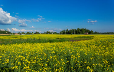 Beautiful rapeseed field with blue sky on a sunny day
