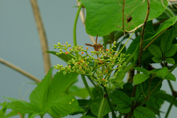 草原にいる昆虫たち