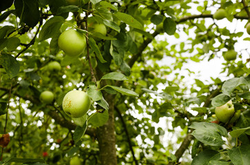 Ripe apples on a tree in a garden. Organic apples hanging from a tree branch in an apple orchard