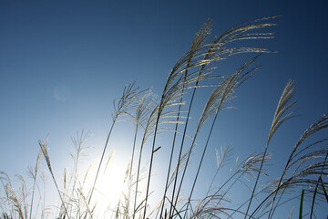 Japanese pampas grass, sun and blue sky