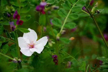 Cherry blossoms that fell on the vicia hirsuta