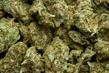 Fototapeta na wymiar Background from green dry crushed marijuana weed