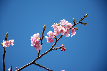 Kawazu cherry blossoms and blue sky