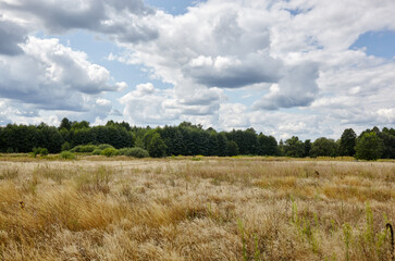 Obraz premium Bright summer forest against the sky and meadows. Beautiful landscape of green trees and blue sky background