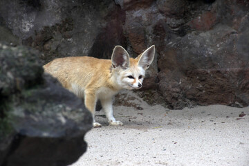 Naklejka na ściany i meble Fennec fox in the shade of a rock