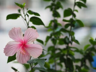 pink chinese hibiscus flower blooming in the garden