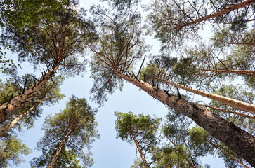 Bottom view of tall old trees in evergreen forest. Blue sky in the background. Low angle view of trees in the forest, natural background