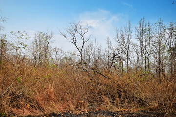 Nature in dry season forest