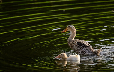 mother duck and her baby in water