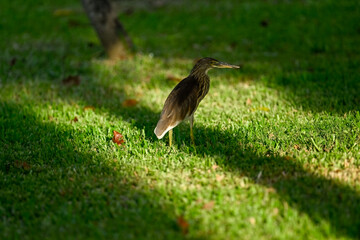 a heron hide in shadow