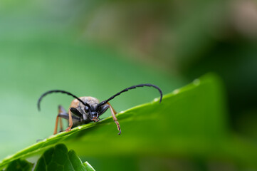 Rothalsbock Käfer auf Blatt