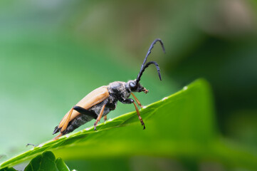 Rothalsbock Käfer auf Blatt