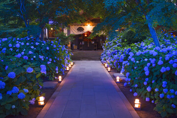 日本、秋田、雲昌寺の紫陽花ライトアップ