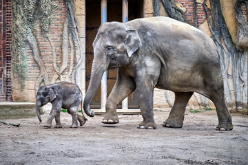 Naklejka premium Jungbulle Kiran mit seiner Mutter Rani , Asiatischer Elefant ( Elephas maximus indicus ).