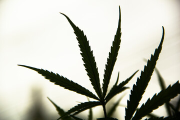 Young green leaf cannabis indica