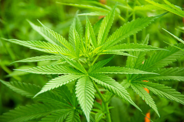 Naklejka na ściany i meble Young green leaf cannabis indica