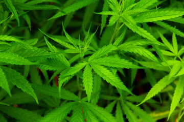 Young green leaf cannabis indica