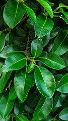 close up of green leaves