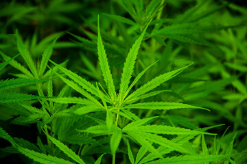 Naklejka na ściany i meble Young green leaf cannabis indica
