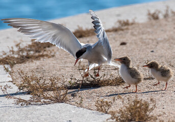 Sterna comune (Sterna hirundo)