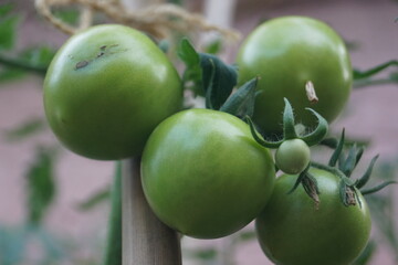 Schmetterlinge im Sommer auf einem Fliederstrauch