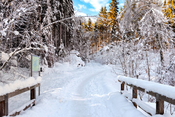 Idyllic hiking trail at the Forstsee in the municipality of Techelsberg am Wörther See, Austria