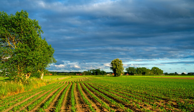 Dark clouds over a field with young Corn plants (Zea mays) in West Flanders, Belgium
