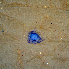 Close up of a Jellyfish on the sand
