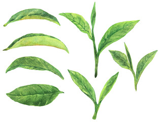 水彩 抹茶の葉っぱの素材集2