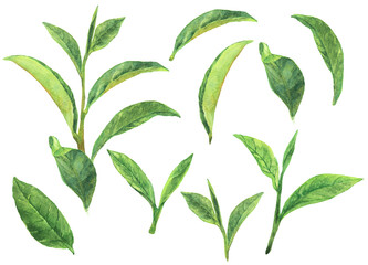 水彩 抹茶の葉っぱの素材集