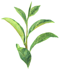 水彩 お茶の葉