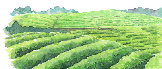 水彩 茶畑