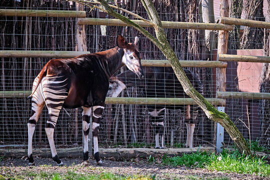 Okapi ( Okapia johnstoni ).