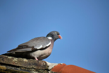 Ringeltaube ( Columba palumbus ).