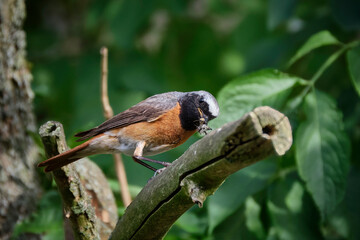 Gartenrotschwanz ( Phoenicurus phoenicurus ).